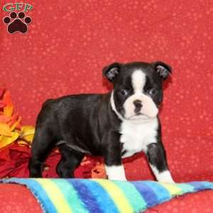 Petunia, Boston Terrier Puppy
